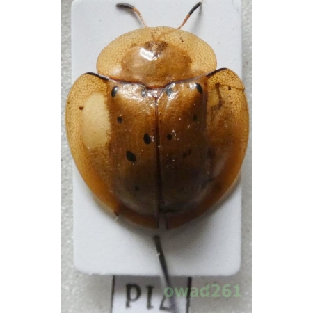 Cassidae sp. Philippines71d